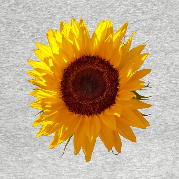 Mothers Day Sunflower by ellenhenryflorals